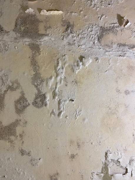 Best Attic Mold Remediation in Lagrange, GA