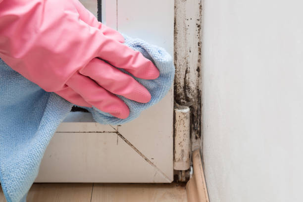 Best Insurance-Related Mold Remediation in Lagrange, GA